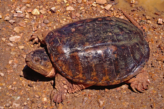 Common snapping turtle, Chelydra serpentina.