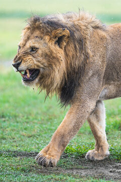 Lion snarling in savanna showing aggressive behavior