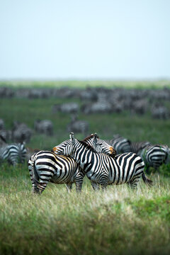 Zebras huddling for companionship in serengeti savanna herd