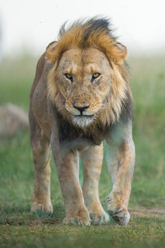 Lion walking forward in savanna showing powerful presence