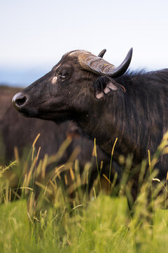 African cape buffalo standing in tall green grass