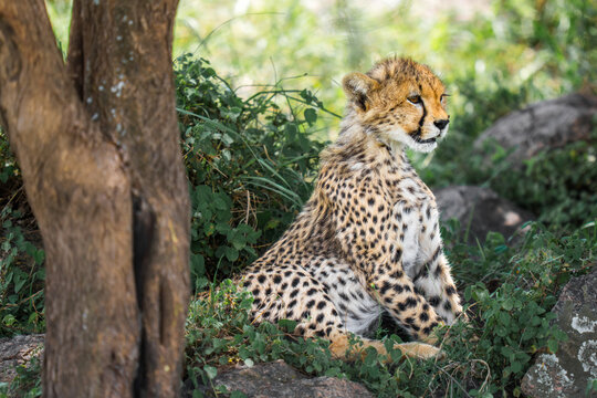 Cheetah cub resting under a tree in savanna