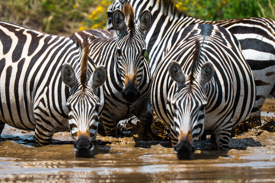 Zebras drinking water at savanna waterhole