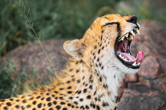 Cheetah yawning showing sharp teeth and tongue