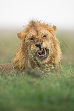 Lion snarling showing teeth in green grass