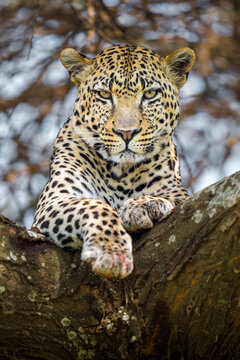 Leopard observing from tree branch with intense gaze