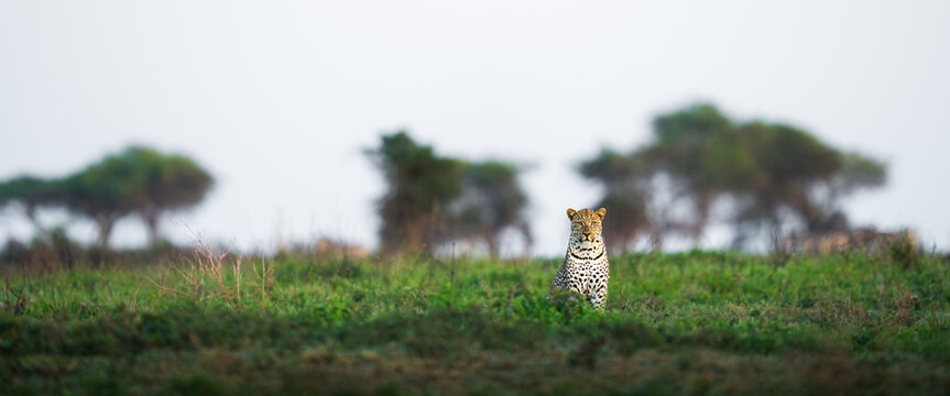 Leopard sitting patiently watching over african savannah grassland