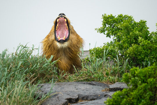 Adult male lion roaring showing sharp teeth