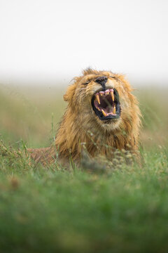 Lion roaring with open mouth showing teeth in grass
