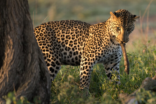 Leopard carrying prey in its mouth in savanna