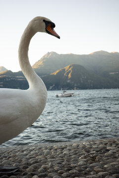 Swan by the Shore of Lake Como with Mountain Landscape in Italy