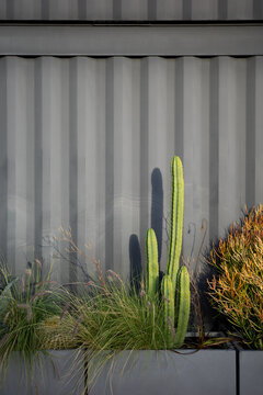 Cactus and Grasses Against Modern Corrugated Metal Wall