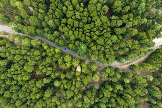 Aerial view of a winding road cutting through a dense green pine forest with a blue car driving along the asphalt Vallombrosa, Tuscany, Italy.