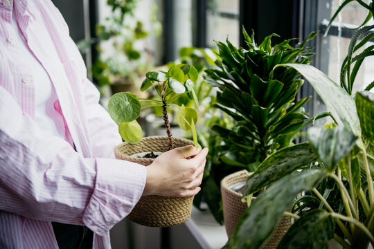 Young woman takes care of her home plants. Home gardening concept.