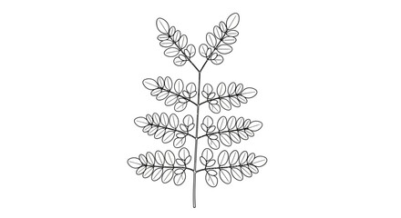 Obraz premium Botanical leaf, black line art, minimalist plant illustration, simple foliage, vector icon