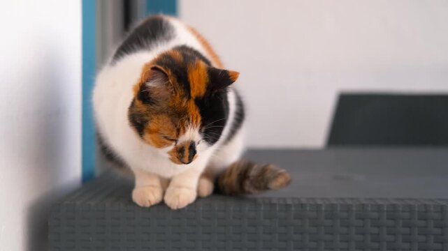 Calico cat sitting and relaxing on stairs. Calico cat resting comfortably on gray stairs, calmly observing surroundings with peaceful expression and relaxed posture