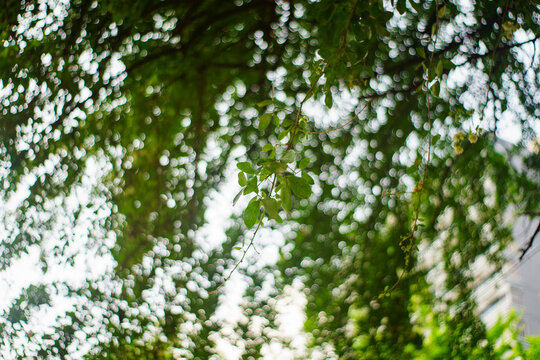 Sunlight Filters Through Leaves in a Green Area Near Tall Buildings
