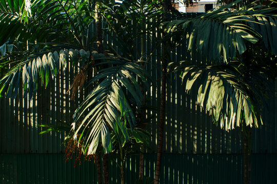 Green Palm Leaves With Shadows at sunset