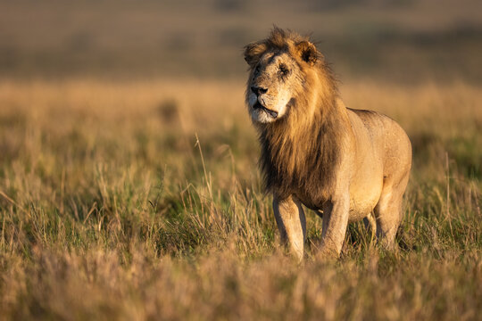 A Dominant Male Lion Standing In Savannah Grass  