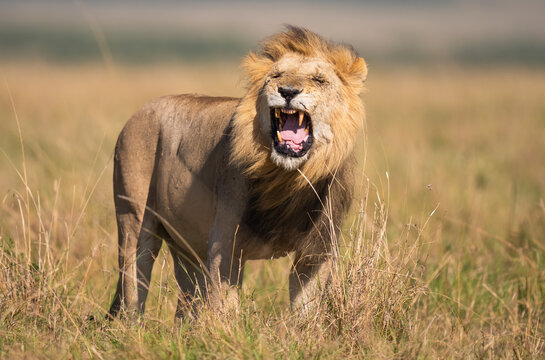 Lion Making 'Flehmen' Gesture To Inhale Smell Of Nearby Females  
