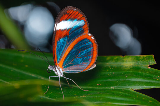 Glasswing butterfly with shimmering clear and iridescent wings