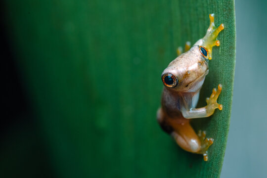 Costa Rica Red juvenile eye tree frog climbing a leaf