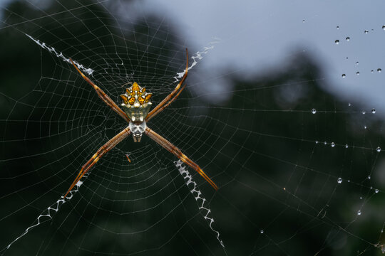 St. Andrew's cross spider, argiope keyserlingi, resting on its web