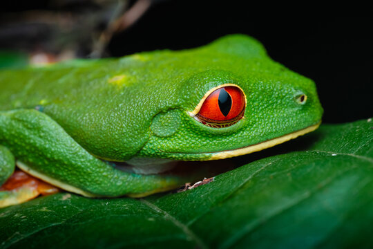 Red-eyed tree frog agalychnis callidryas with bright green skin 