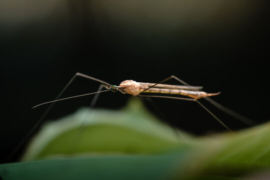 Crane fly with slender body and long legs resting on a green leaf