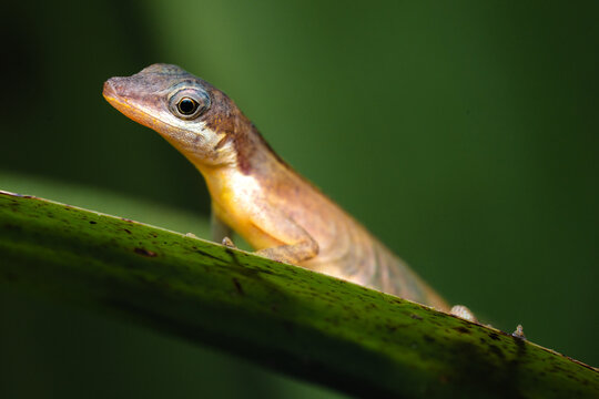 Brown anole lizard peeking over a green leaf