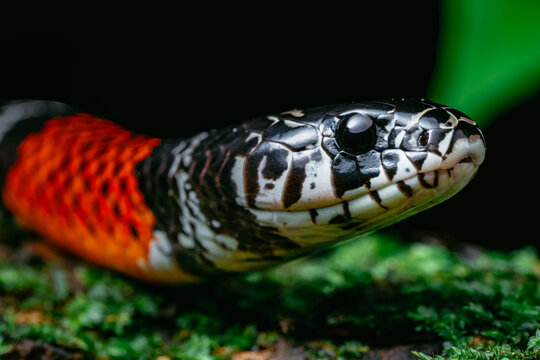 Snake showing vivid red, black, and white color pattern