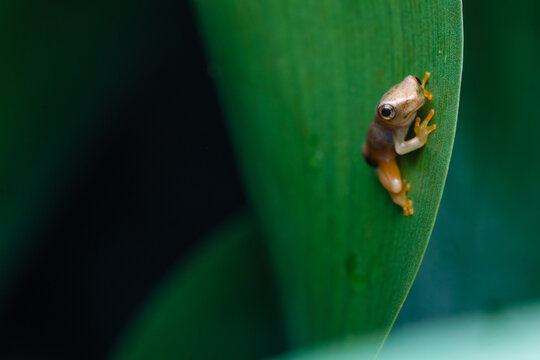 Small tree frog camouflaged on a vibrant green leaf