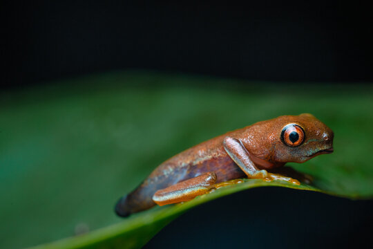 Juvenile frog transitioning from tadpole to adult