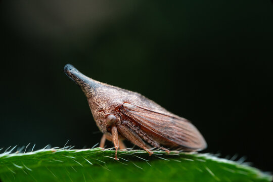 Treehopper insect with horn-like pronotum 