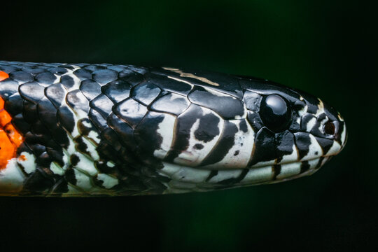 Rhabdophis subminiatus snake head in profile 