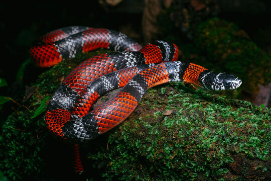 False coral snake showing unique red, black, and white band