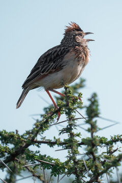 Rufous-naped lark singing on thorny branch