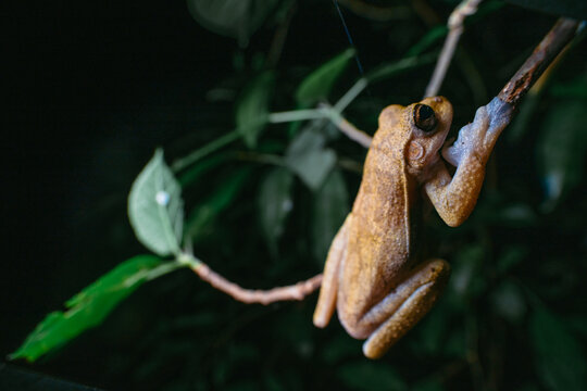 Tree frog clutching a thin branch, resting in its natural habitat