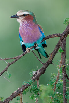 Lilac-breasted roller bird perched on branch