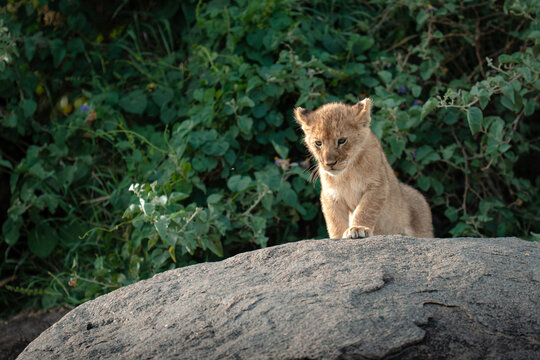 Lion cub standing on a rock in nature