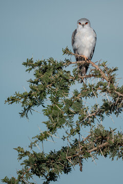 Black-winged kite perched on acacia tree with thorns