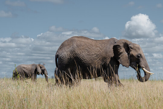 African elephants grazing on dry savanna grassland
