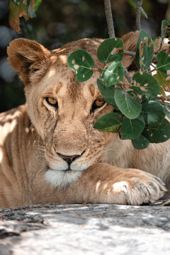 Lioness hiding in bush observing patiently