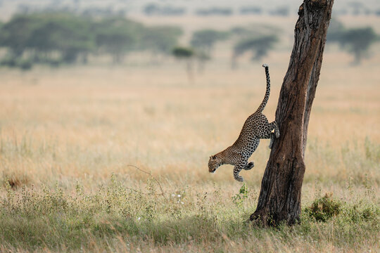 Leopard jumping from tree in african savanna