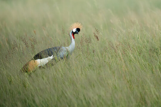 Grey crowned crane walking through tall african savanna grass