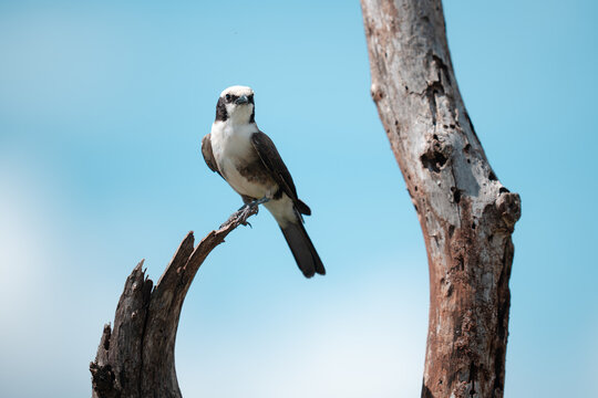 White helmetshrike perching on dead tree branch