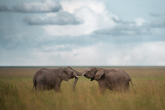 Elephants touching trunks showing connection on savanna