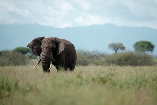 African elephant walking in tall savanna grass
