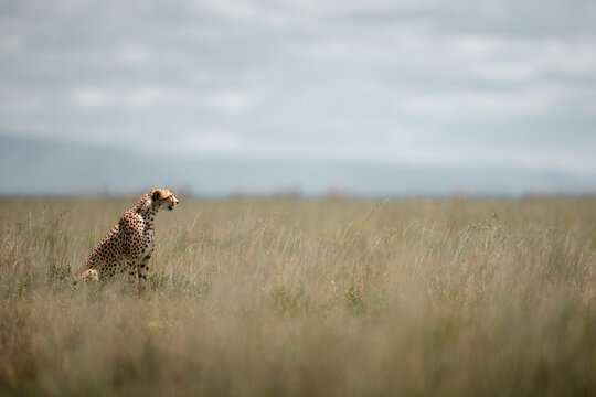 Cheetah sitting alert and observing serengeti savanna