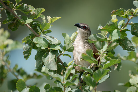 White-browed coucal perching among green leaves